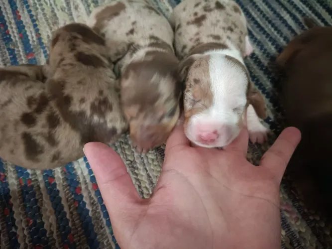 Lindos filhotes de dachshund teckel,salsicha,Basset