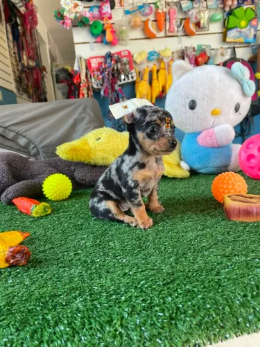Pinscher fêmea arlequim