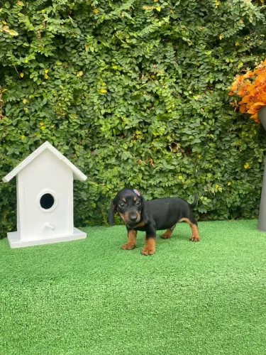 Filhotes dachshund 