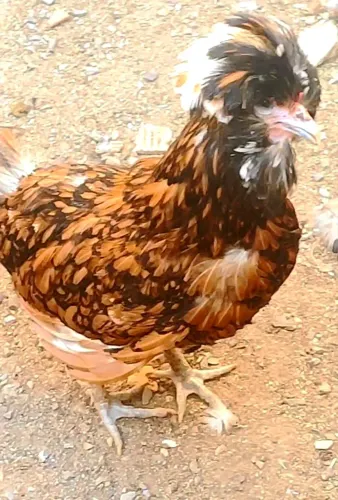 Galinha Polonesa Dourada de topete Branco Raridade