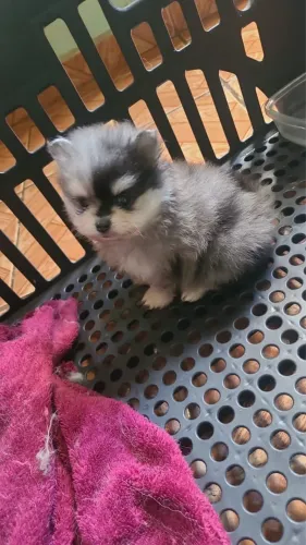 Cachorro