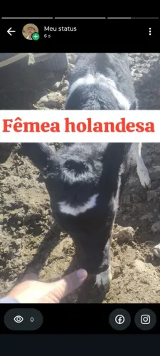 Bezerra holandesa 