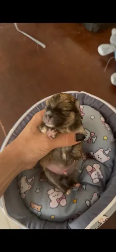 Lulu Pomerania macho laranja