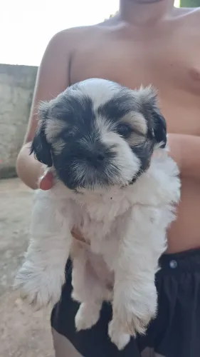 Vendo shitzu fêmea 
