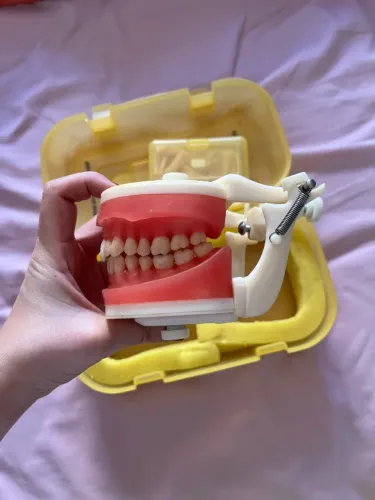Manequim de dentística 
