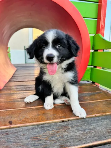 Border collie 