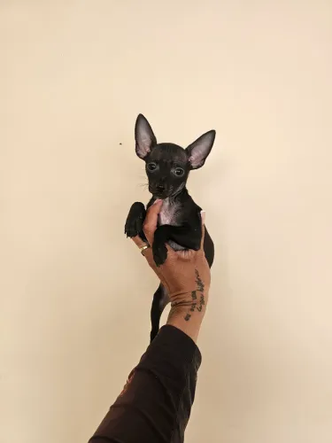 Pinscher femea 0/1