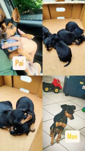 Filhote de Pinscher (tenho 2 fêmeas disponíveis)
