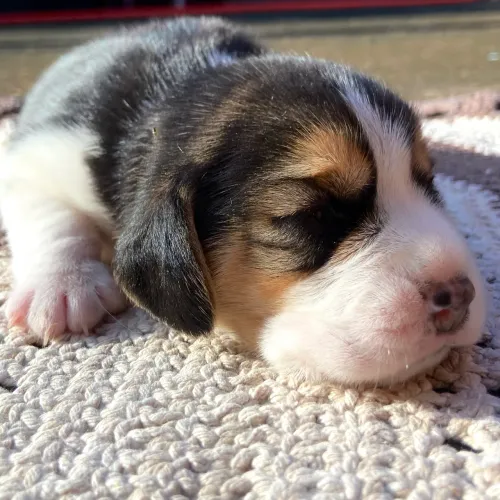 Filhote Beagle