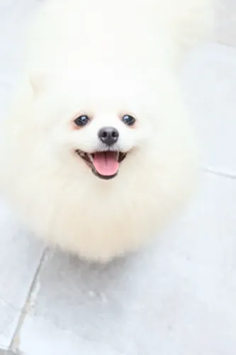 Sptiz Lulu da pomeranea macho branco 9 meses