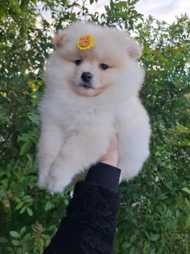 Lulu da pomerânia>spitz Alemão ""