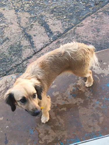 Doação de duas cachorras 