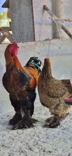 Casal de brahma perdiz