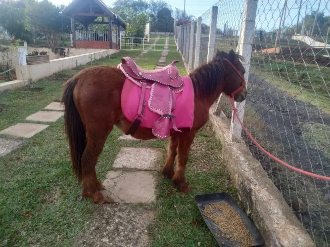 Vendo mini horse fêmea com sela