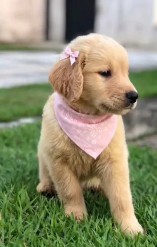 Golden retriever 