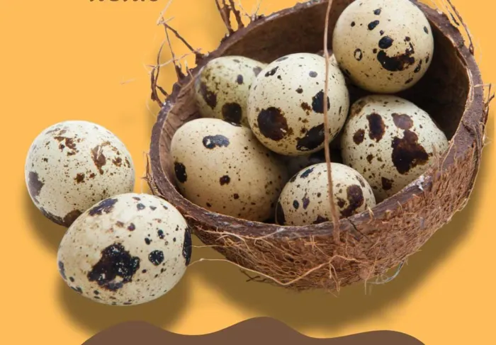 Ovos de codorna japônica galados 