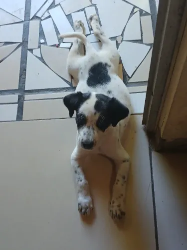 Cachorro 