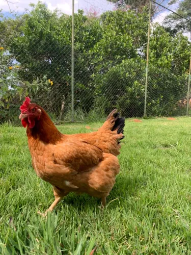Galinha Caipirão com 7 meses e já botando