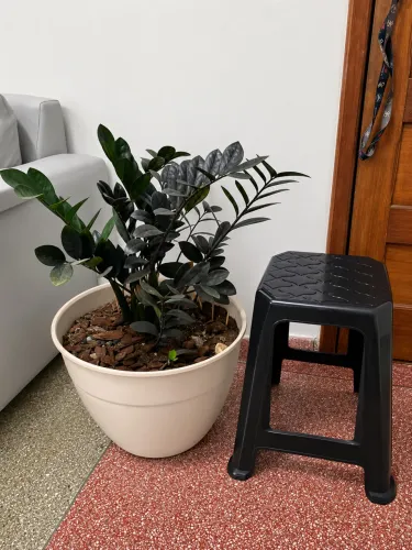 Zamioculca Black - Deixo na sua casa