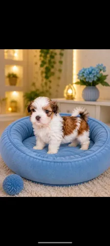 Disponível filhote de Shih Tzu