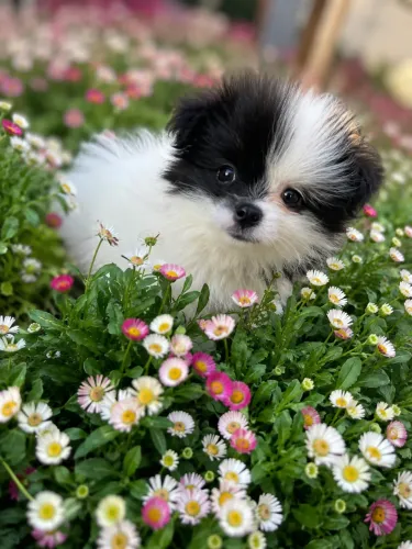 Spitz Alemão Anão
