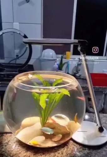 Vendo um aquário redondo 20 litro