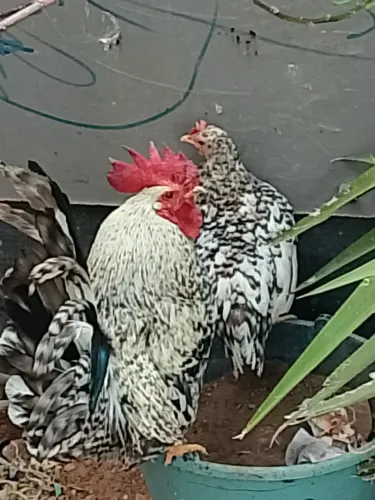 Casal de mini galinha 