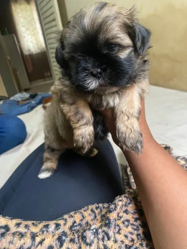 Filhotes de SHIH TZU disponíveis 