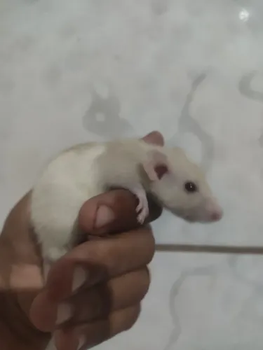 Vendo rato Twister filhotes 20 reais 