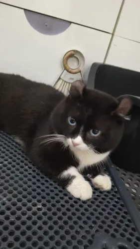 Gato perna curta