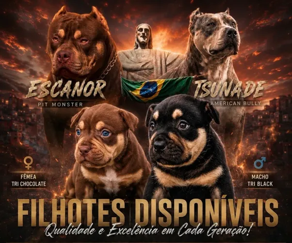 Filhotes de Brazillian bull