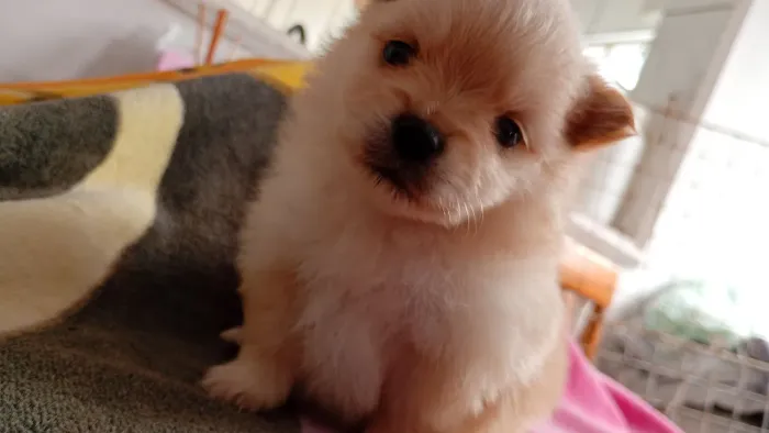 Fêmea de Lulu da Pomerânia