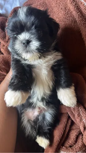 Shitzu filhotes a venda