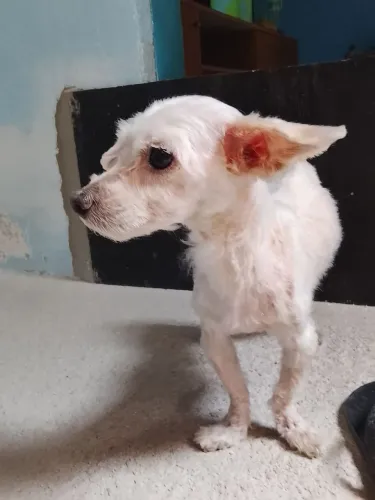 Doando um cachorro maltês 