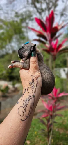 Chihuahua pelo curto Femea - Lindissima
