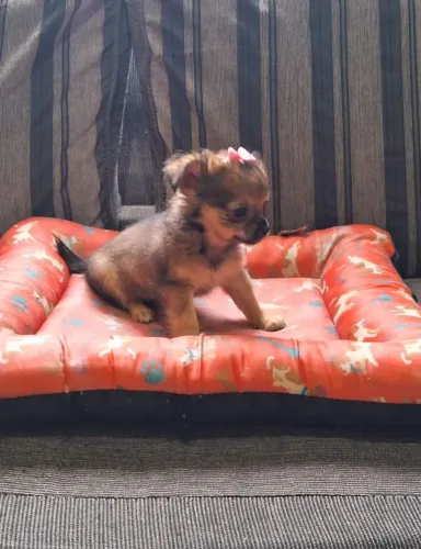 Filhote de chihuahua FÊMEA pêlo longo
