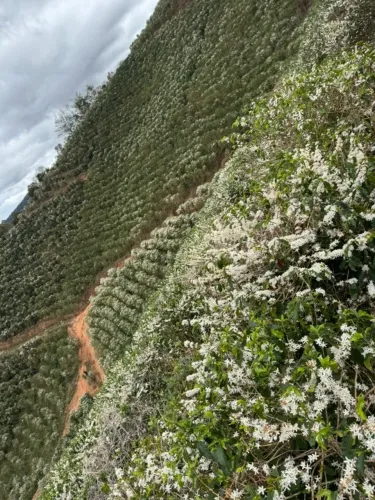 30 mil pés de café 2 casas abaixou de 1.800.000 pra 1.300.000