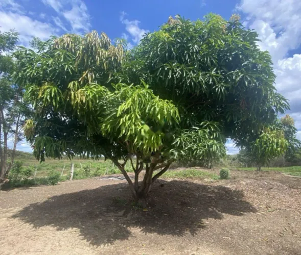Sítio Terreno com 5,2 hectares - Catuana - Caucaia -Casa sede 148m2