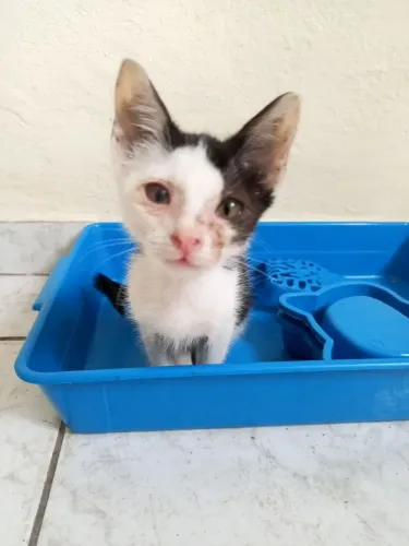 Doação de gatinho
