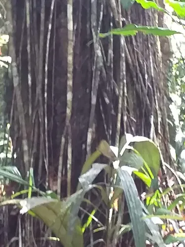 Área com com mais um milhão e sessenta e dois mil mt2, em Presidente Figueiredo - AM