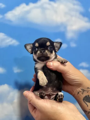 Chihuahua macho