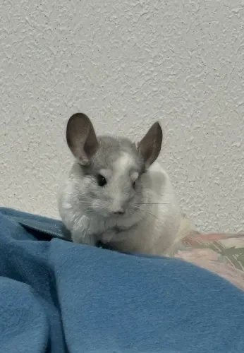 Chinchila
