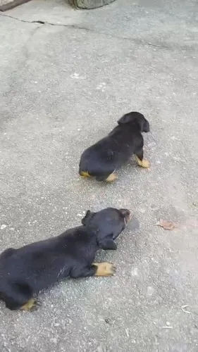 Filhotes de pinscher