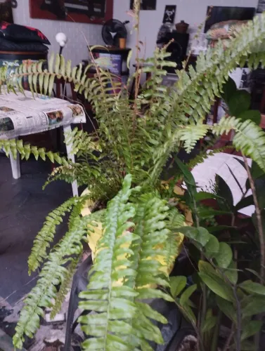 Plantas e jardim