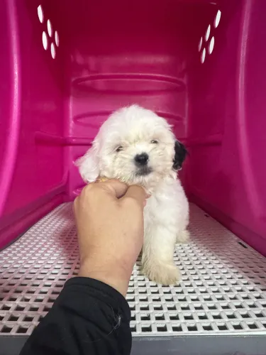 Lhasa apso