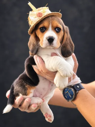 BEAGLE