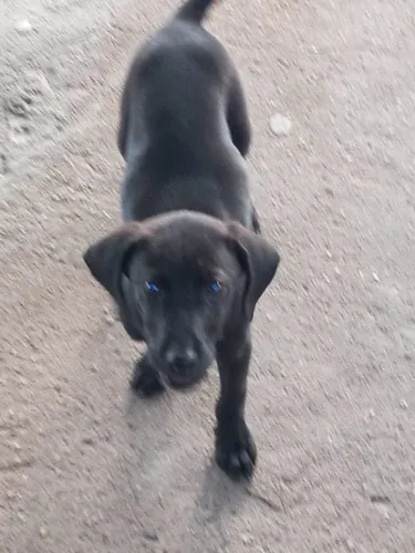 Doa-se cachorrinha