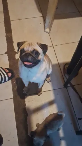 Pugs para cruza ,alta linhagem.