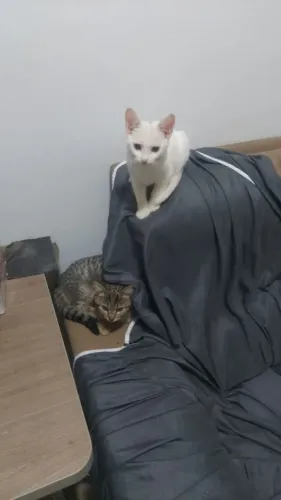 Doação gatas fêmeas 