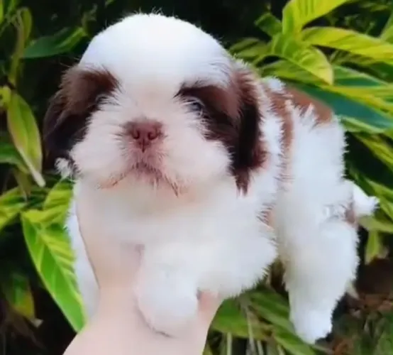 Filhote de shih tzu macho